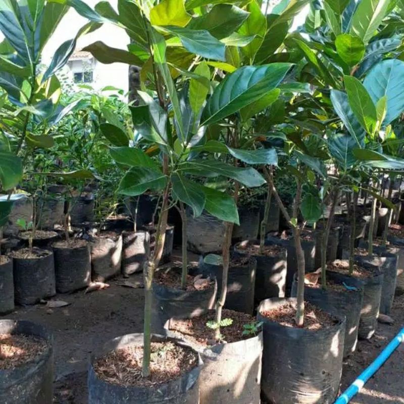 

bibit pohon nangka mini
