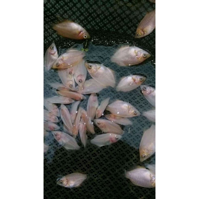 bibit ikan gurame padang baby