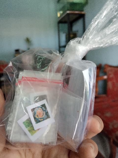 Biji Benih Bibit Kaktus Besar