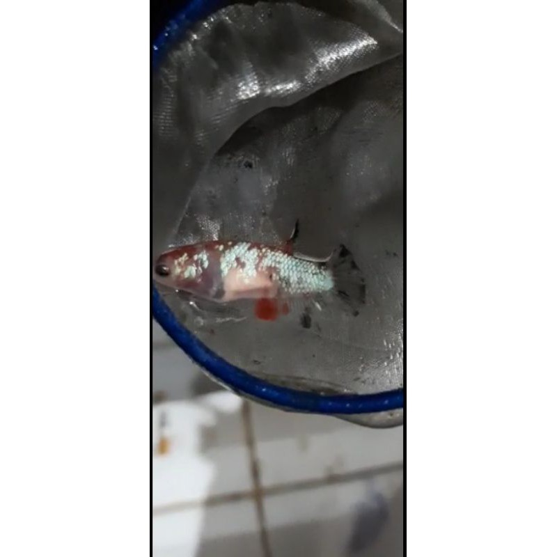 Cupang female nemo cooper