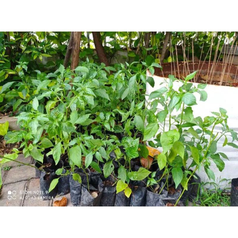 bibit cabe keriting merah.cabe merah