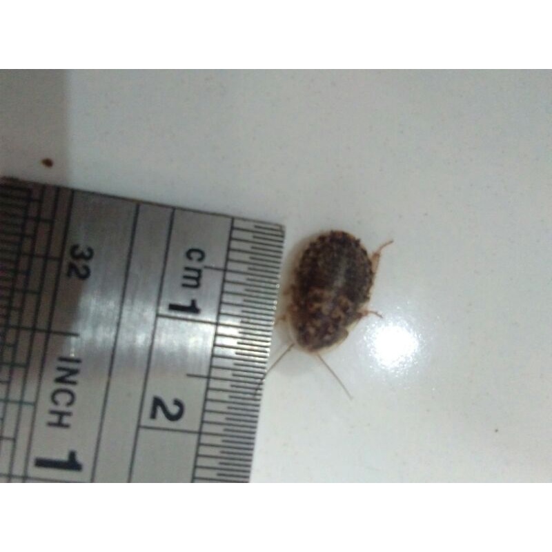 

Kecoa Dubia (1cm - 1,5cm)