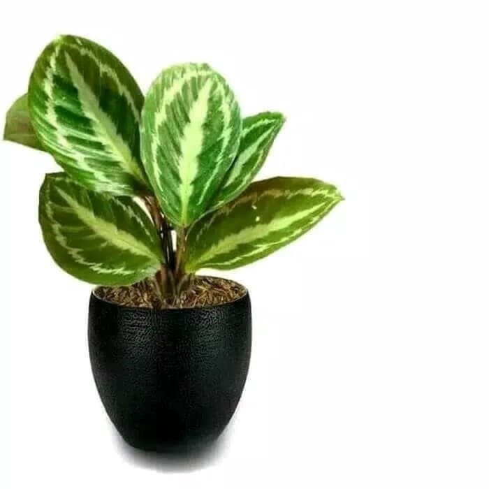 tanaman kalathea calathea silver back