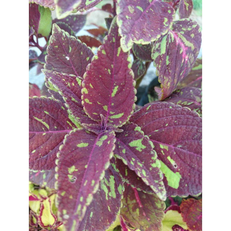 miana / bunga miana / tanaman hias