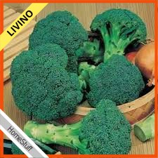 Biji 20 Benih Bibit Brokoli Sayur F1 Green Toleran - Bibit Panas Dataran Sayur Sayuran Rendah LIVINO