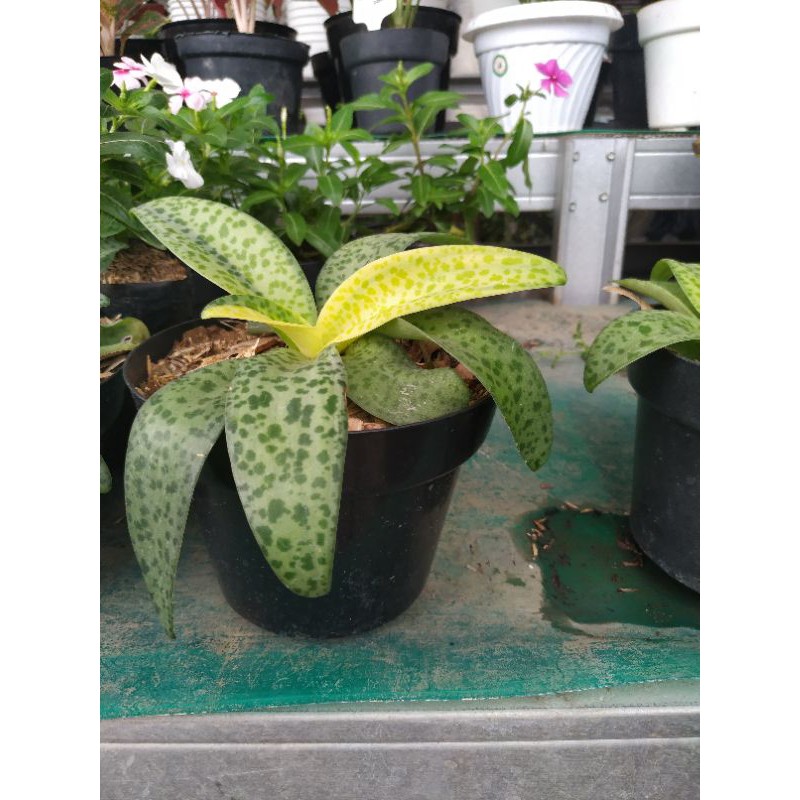 tanaman hias hidup keladi tokek / lidah katak