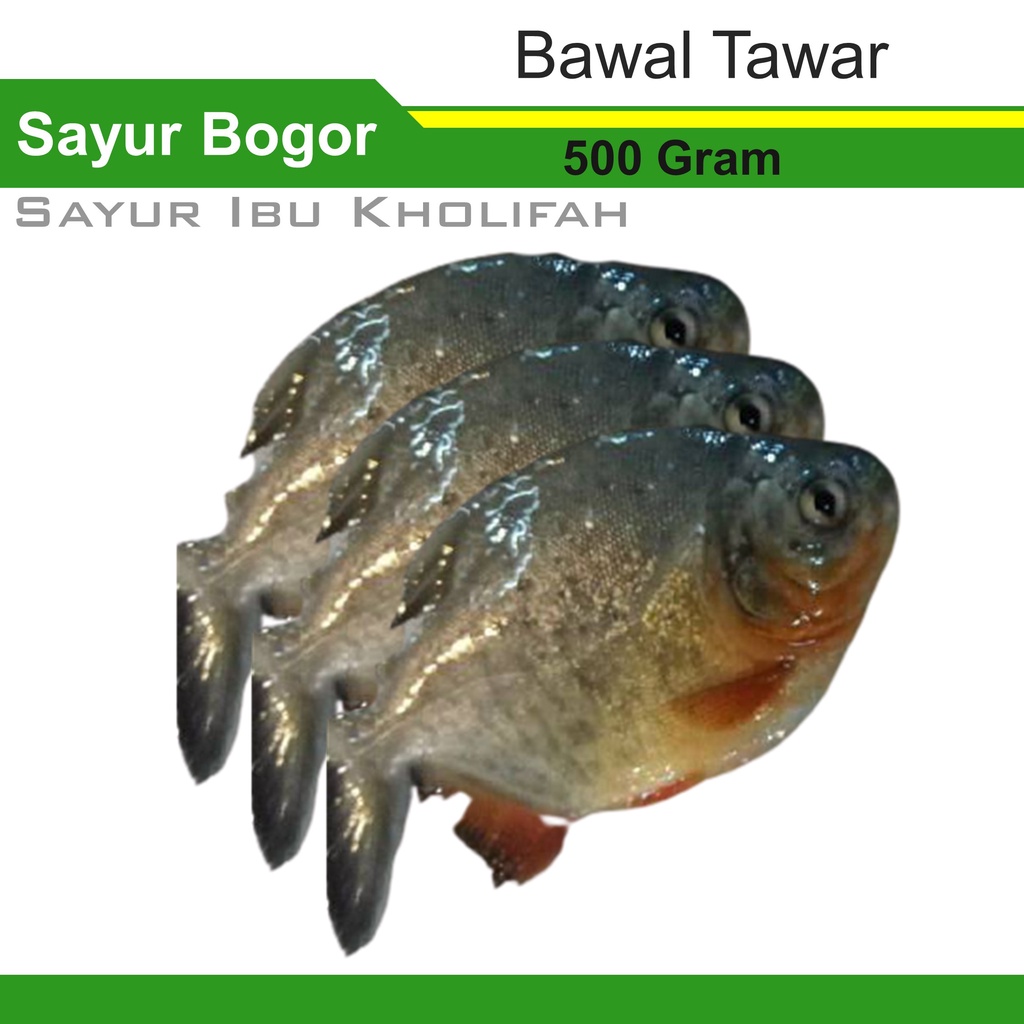 Ikan Bawal Air Tawar Segar 500 Gram Ikan Segar Bogor