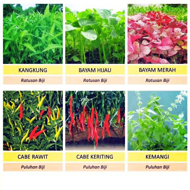 

Paket Sayuran + Cabe komplit