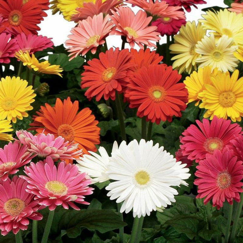 Benih Bibit Biji - Bunga Gerbera Jamesonii Mix Flower Seeds - IMPORT