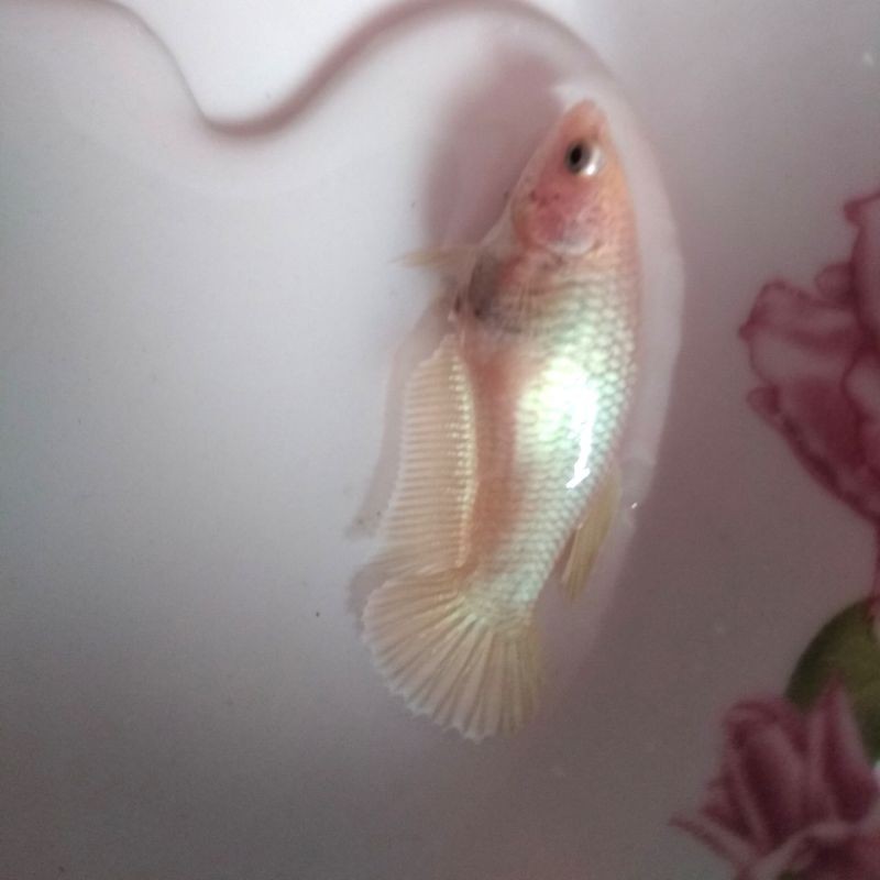 ikan cupang plakat gold (1pasang/1pair)