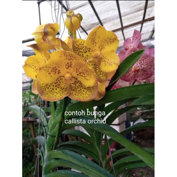 Vanda Spike sd knop (random)