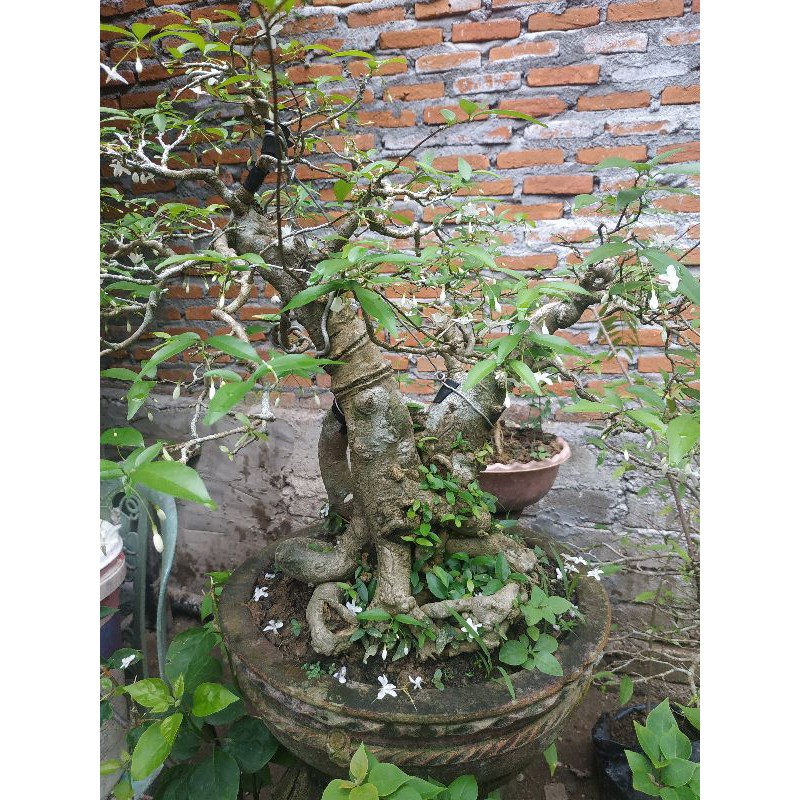 bahan Bonsai anting Putri batang besar berkarakter z