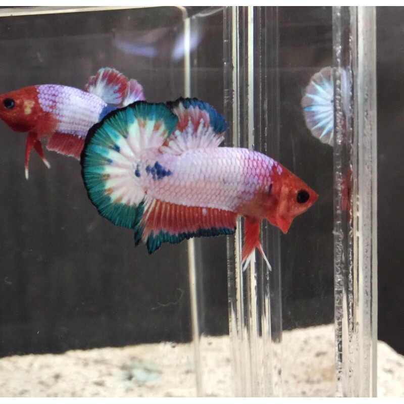 Cupang White Scale Orange Head (PREMIUM QUALITY)