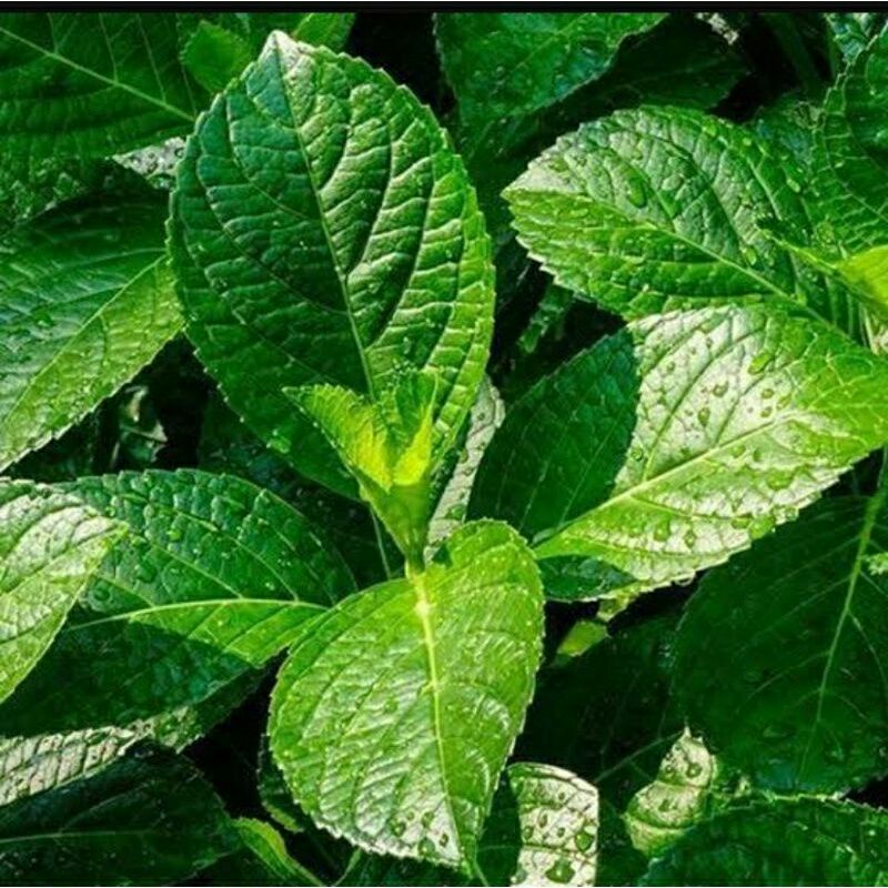 

daun pecah beling perhelai