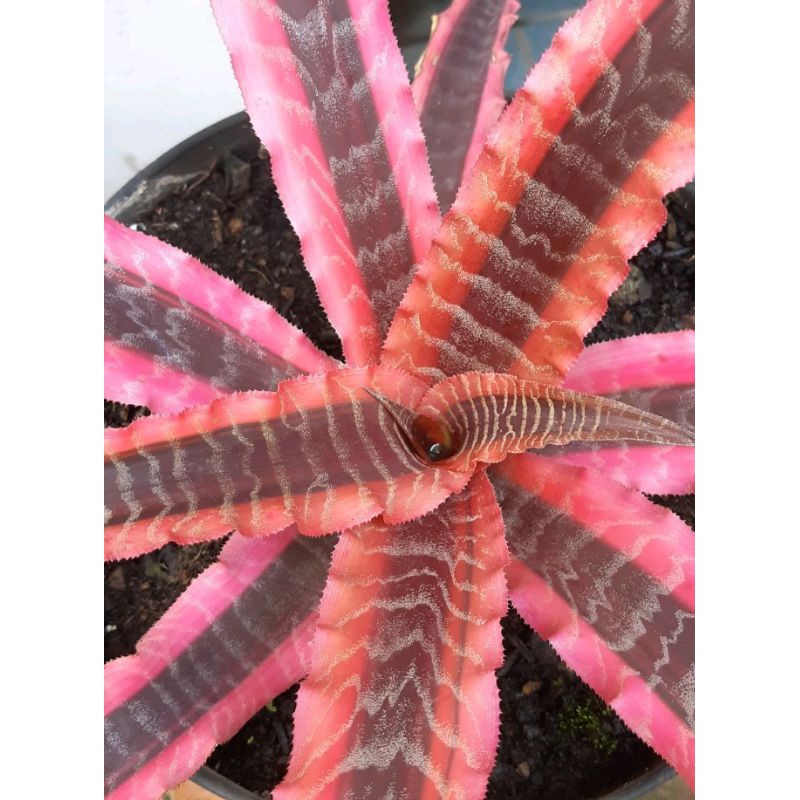 Tanaman hias Bromelia mini, tanaman cryptantus zonatus pink