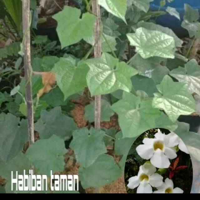 Tanaman rambat Bunga Thunbergia putih