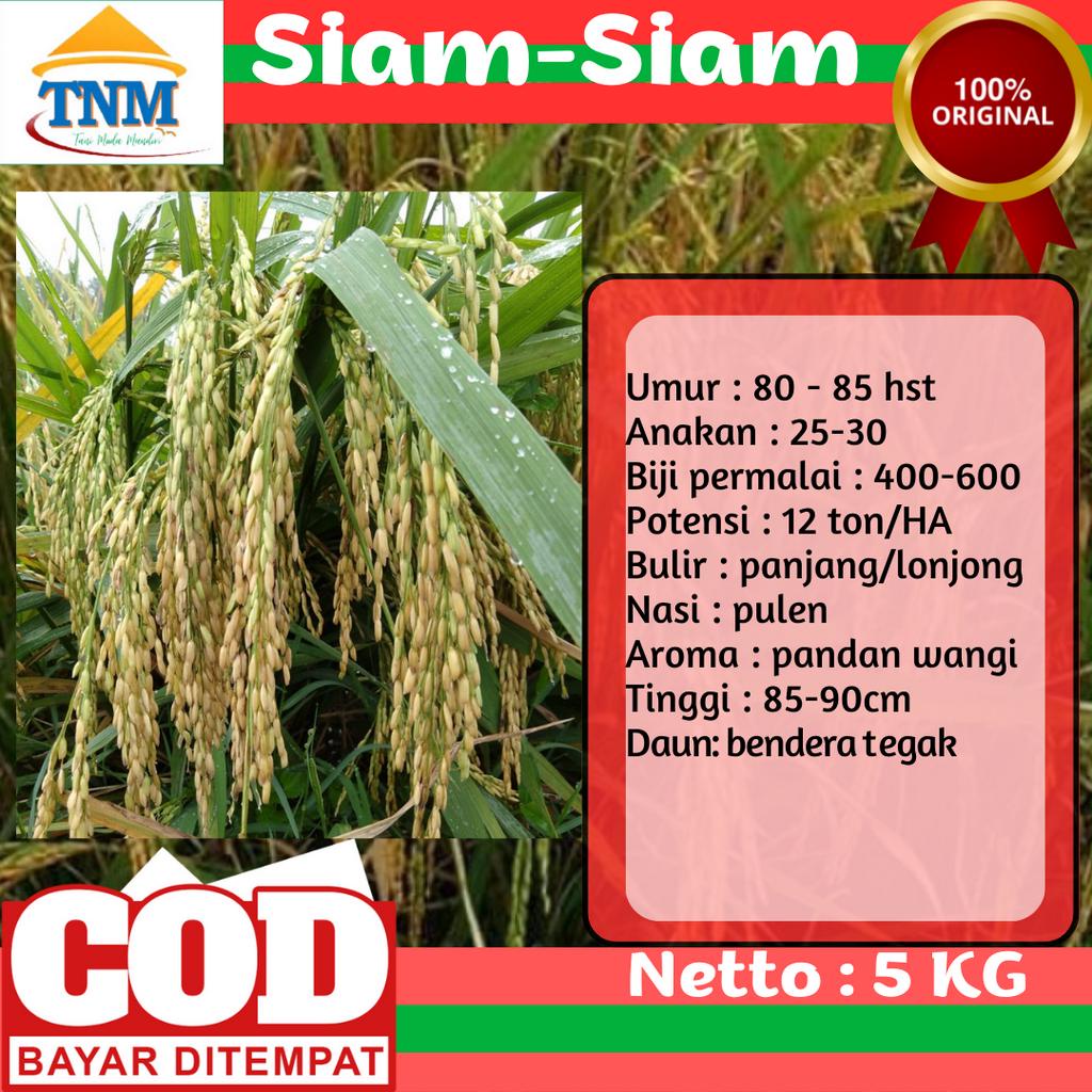 Biji Padi Siam - Siam Bibit Unggul 5KG