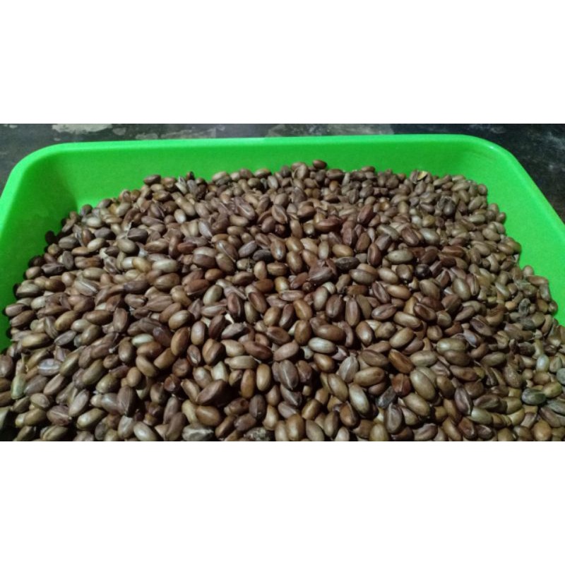 

1/4 kg polokyo grosir