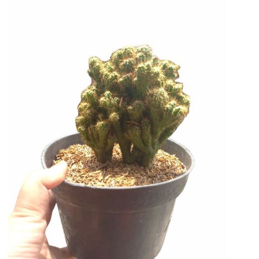 Kaktus karang,montrous montrose,Cereus jamacaru