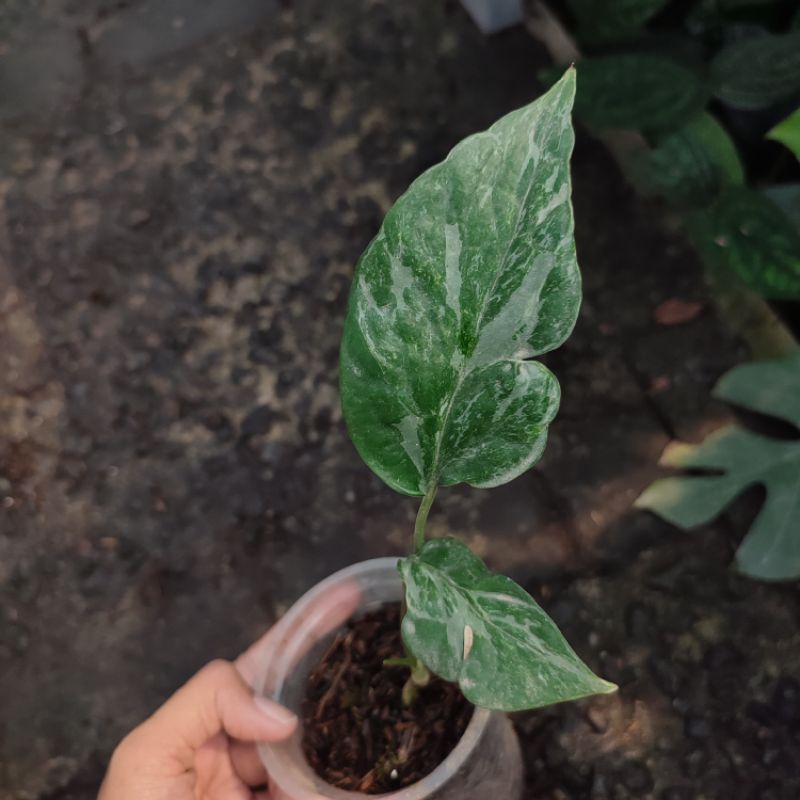 Sale 6.6 Epipremnum Sp Merapi Promo1