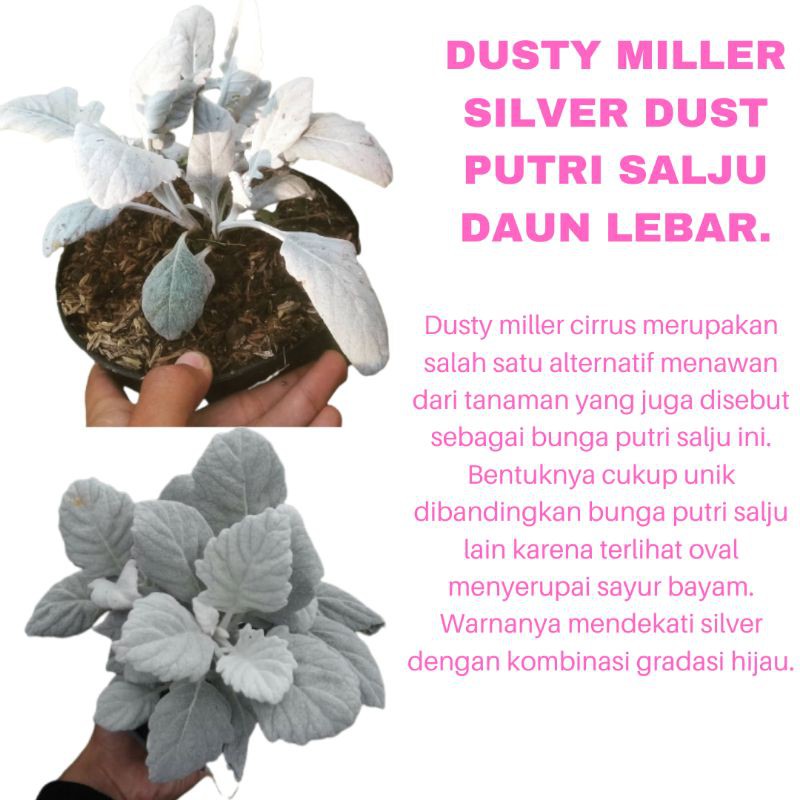 PROMO TANAMAN HIAS BUNGA DUSTY MILLER SILVER DUST PUTRI SALJU DAUN LEBAR KUALITAS SUPER | COD