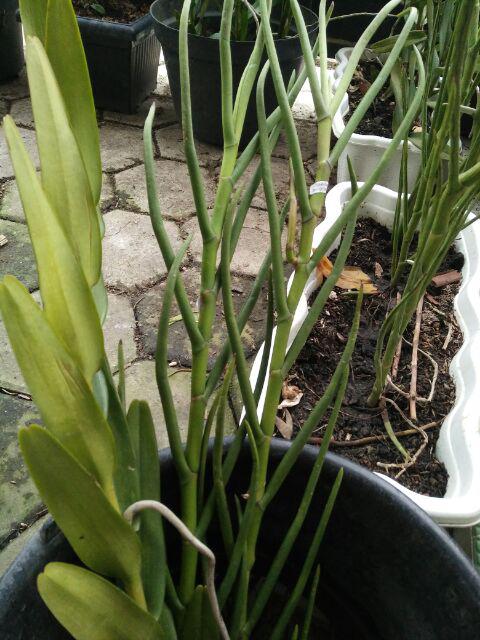 Anggrek Tanah Paket Hemat