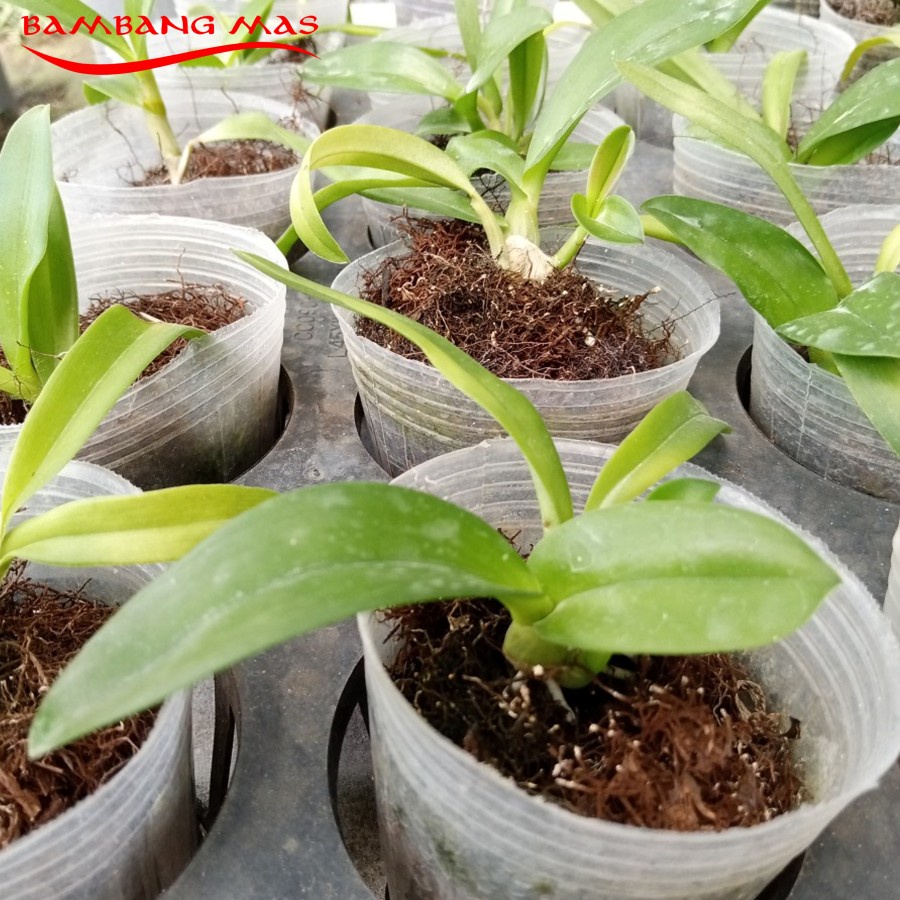 Bibit Anggrek Bulan Dendrobium Remaja