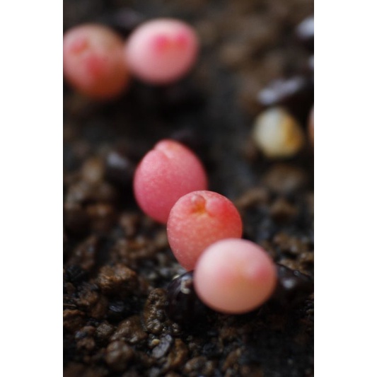 seed astrophytum var × var mix (red, orange, yellow)