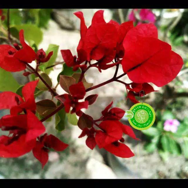 Bougenvile Pink/bambino Baby Alison./ Bogenvil. Bougenville