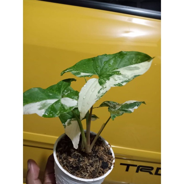 Syngonium variegata (albo)