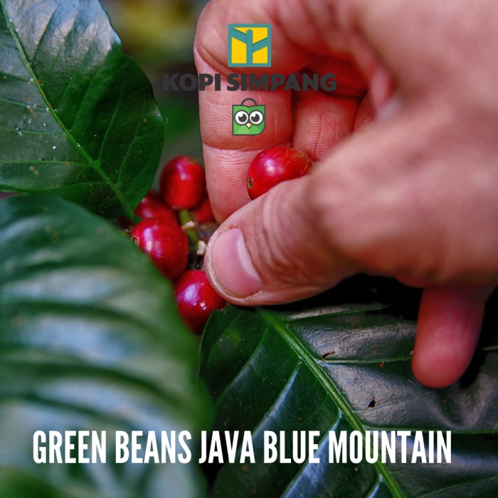 

GREEN BEANS JAVA BLUE MOUNTAIN 1 KG