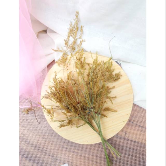 Rumput teki kering model kipas / rumput kering / bunga kering / dried flower