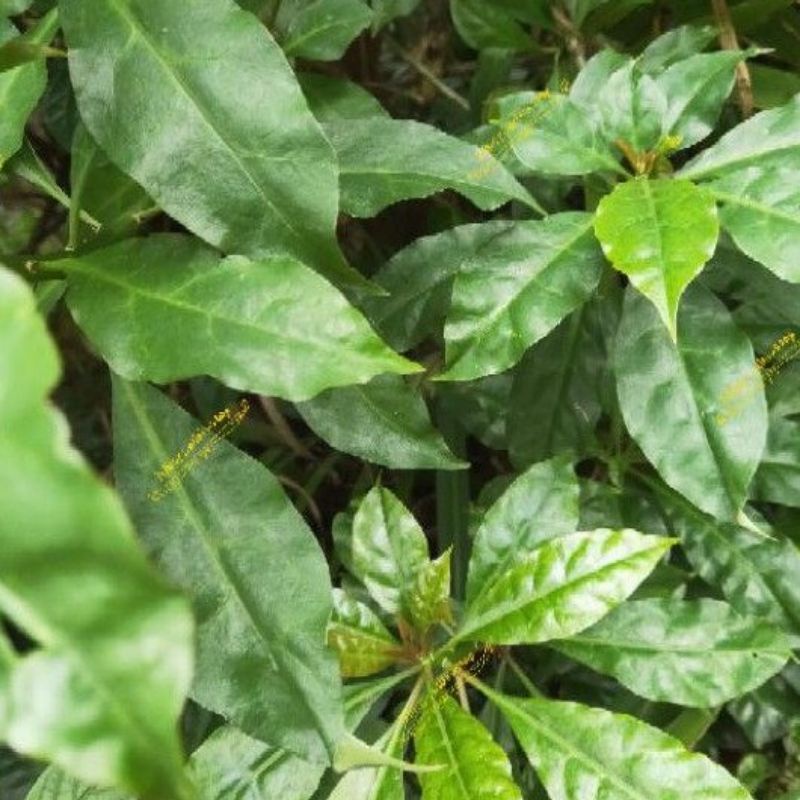 

Daun 7 Bilah Jarum/ Tujuh Bilah/ Daun tujuh Bintang Segar