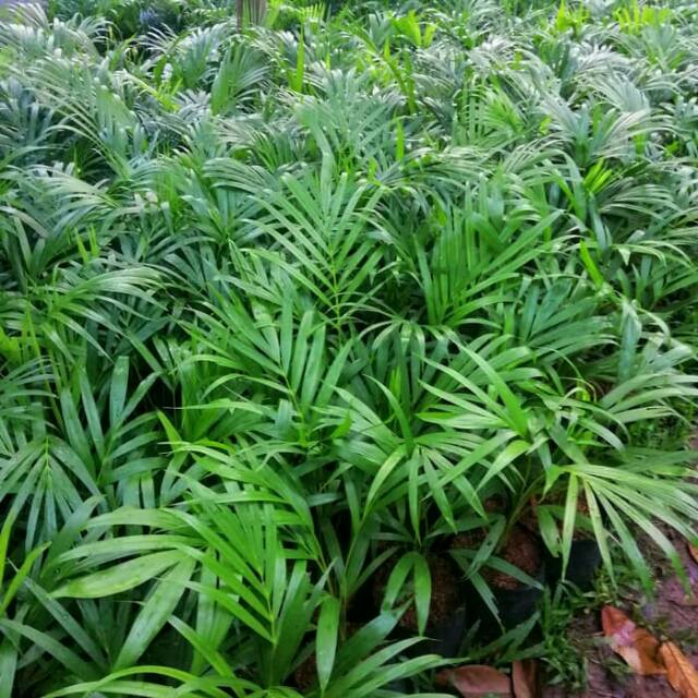 Tanaman palem kuning - tanaman indoor palem kuning tinggi 50cm