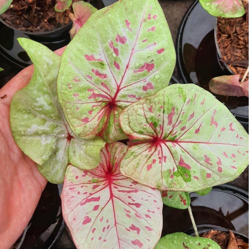 Caladium Splendid anakan / Caladium Thailand Import size anakan