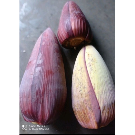 

JANTUNG PISANG