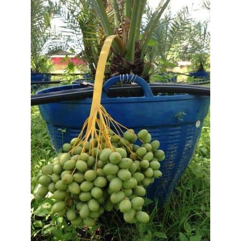 dm12 bibit tanaman buah kurma thailand @_#