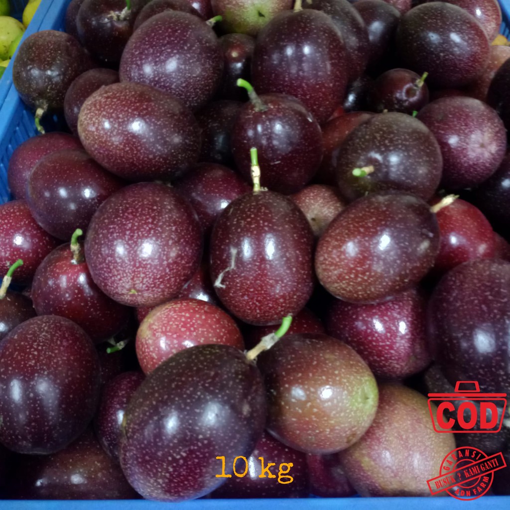 

Buah Markisa Ungu Fresh isi 10 kg 8-10 pcs/kg