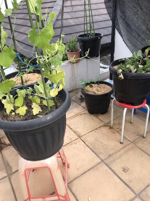 Perangkap Tikus Jerat Tikus Kecil