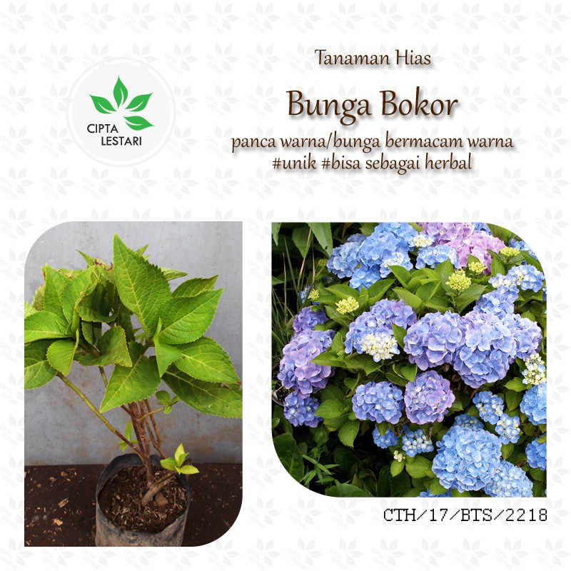 Bibit Tanaman Bunga Bokor Bibit Pohon Bunga Bokor Kembang Hortensia Pancawarna Shopee Indonesia