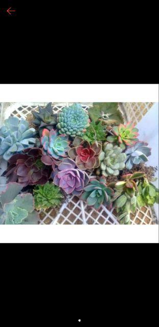 Paket Hemat Tanaman Hias Sukulen Kaktus Isi 5pcs Bisa Indoor Outdoor