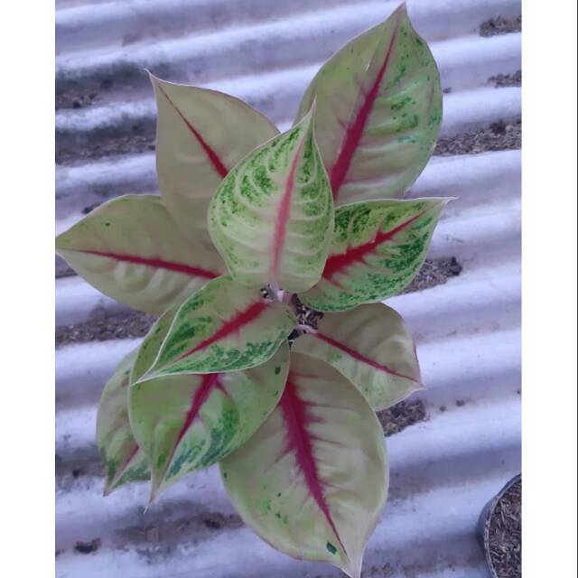 Aglonema Jameela /Jackpot