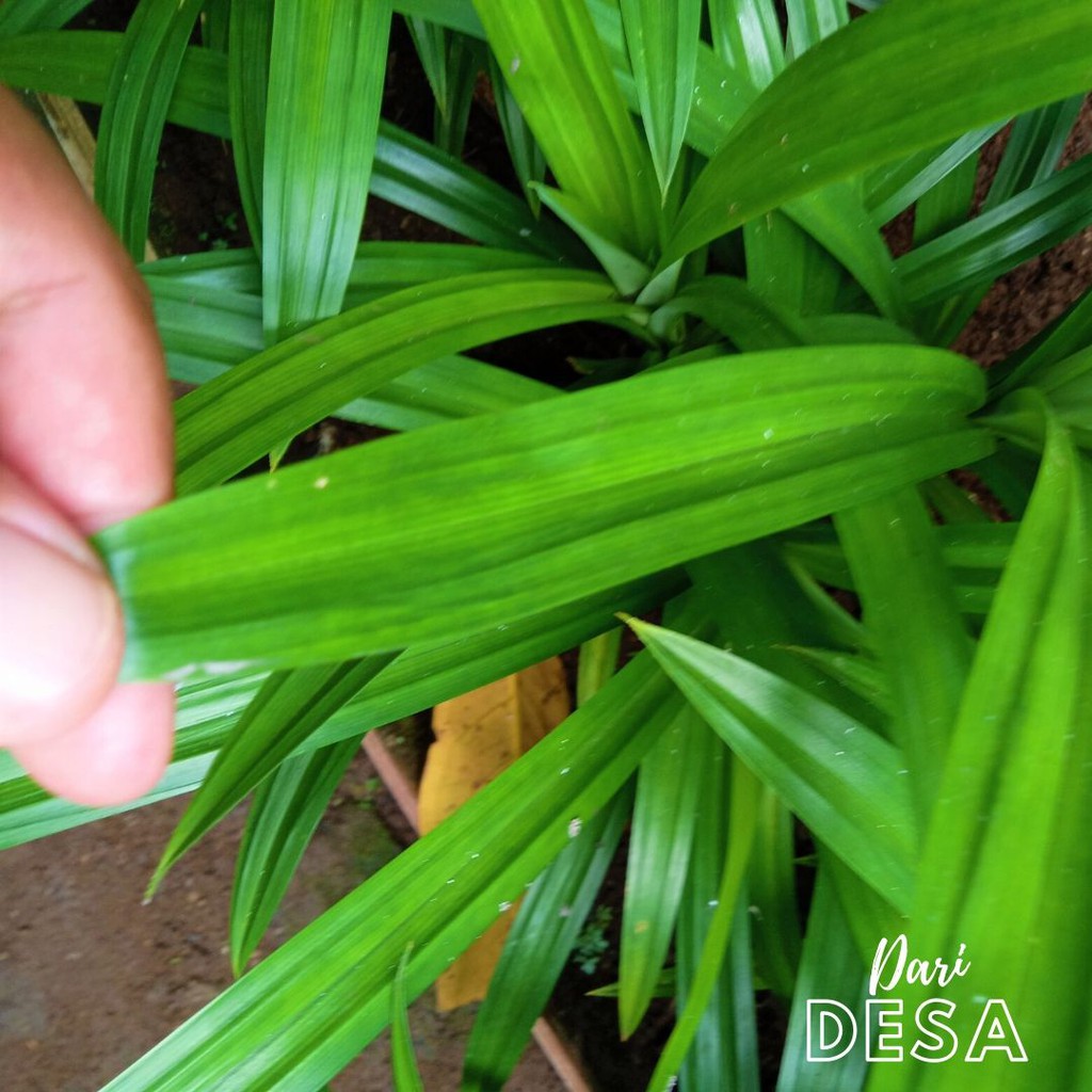

DAUN PANDAN FRESH DARI KEBUN SENDIRI, BARU DIPETIK SAAT DIPESAN RP 1.000