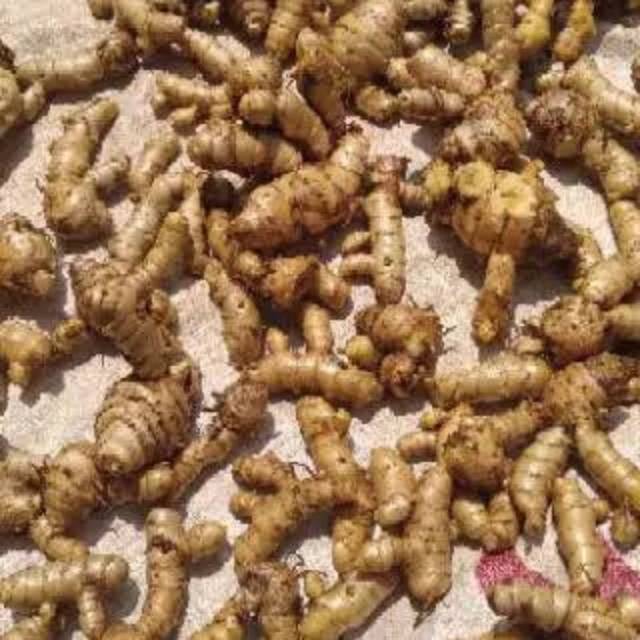 

Kunyit putih Segar 1kg (temu putih/curcuma zedoaria)