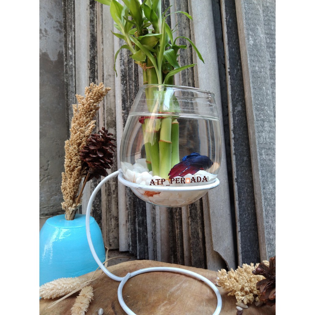 Vas Bunga Kaca Aquarium Ikan Cupang Pot Gelas Tanaman Bambu Aquascape Glass Dekorasi Pajangan Meja