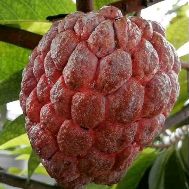 bibit buah srikaya merah