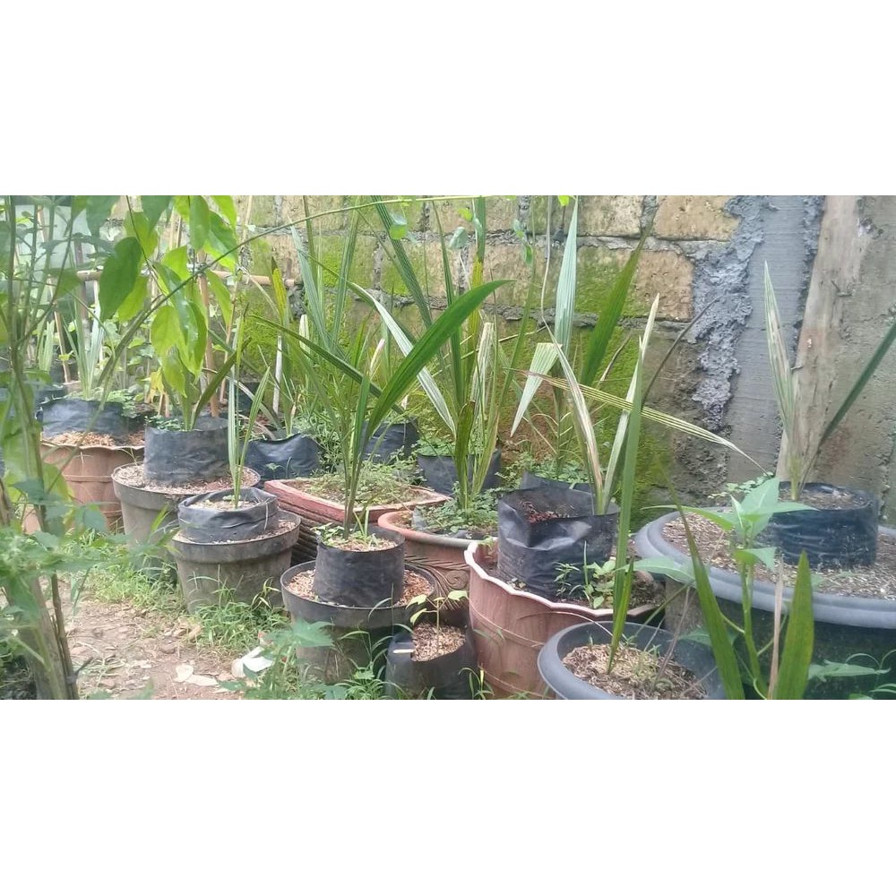 

Kurma Azwa Betina ukuran 40 cm Pohon Kurma Azwa Betina