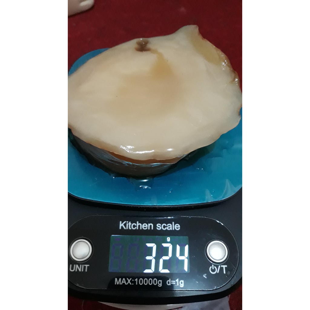 TERMURAH SCOBY/JAMUR DIPO BAHAN PEMBUAT KOMBUCHA 300 GRAM HARGA MIRING