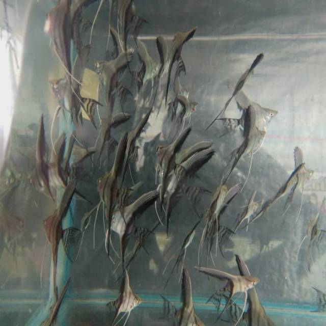 Ikan manfish BW