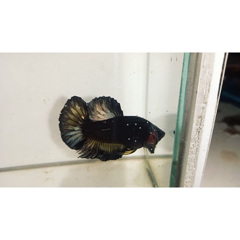 Avatar Kuncop ( Avatar yellow Copper) top grade